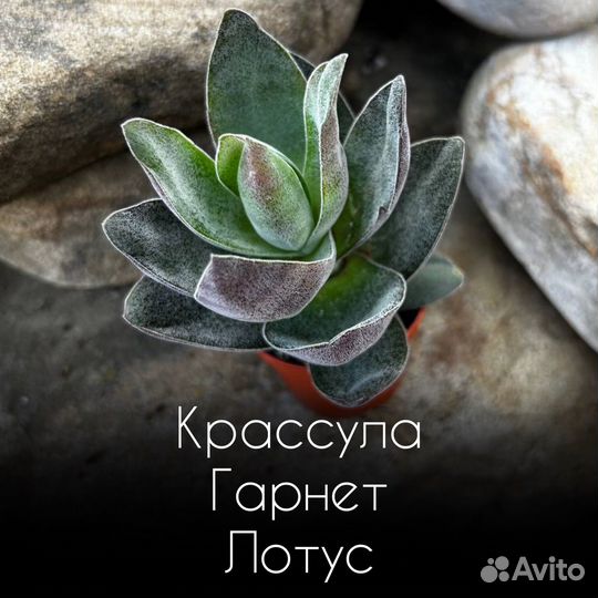 Крассула Гарнет Лотус