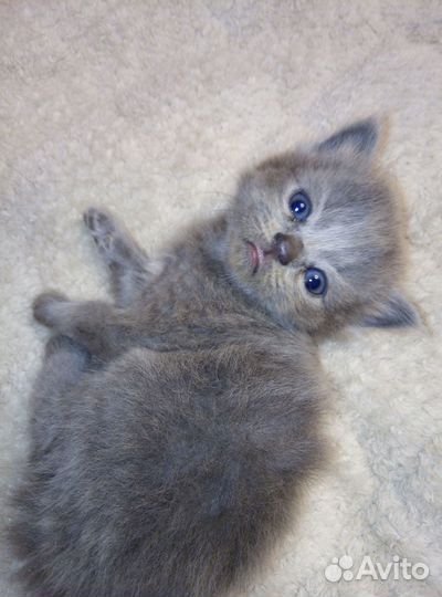 Котёнок
