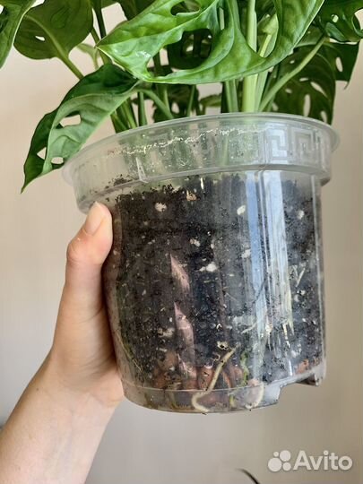 Монстера манки маск