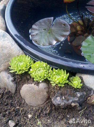 Молодило, многолетник для сада