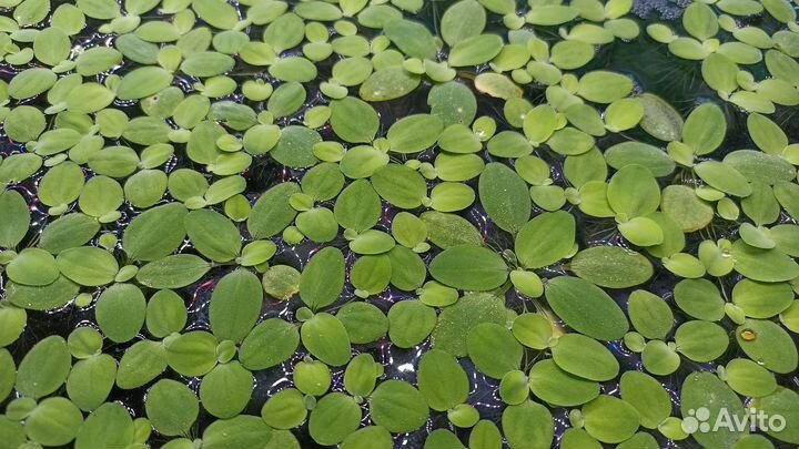 Растение в аквариум пистия