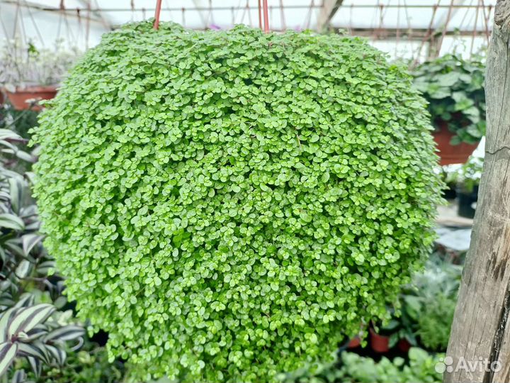 Солейролия