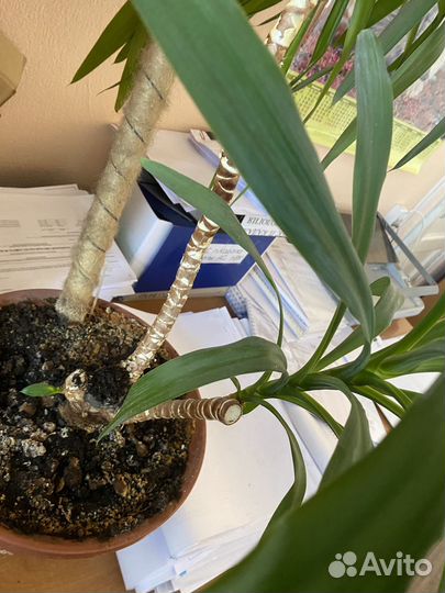 Пальма юкка