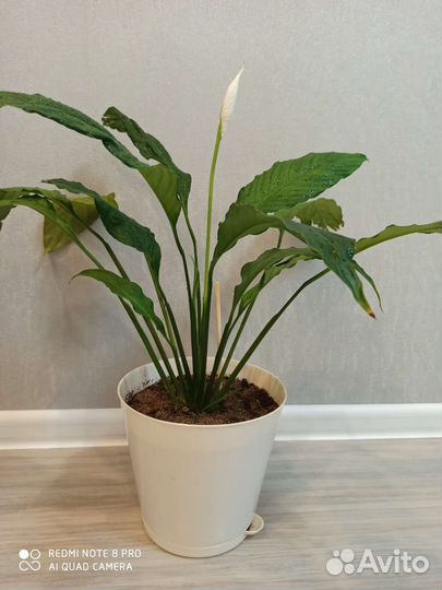 Спатифиллум(женское счастье)