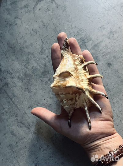 Ракушка, раковина морская, рапан