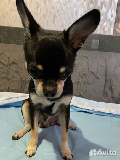 Вязка собак чихуахуа