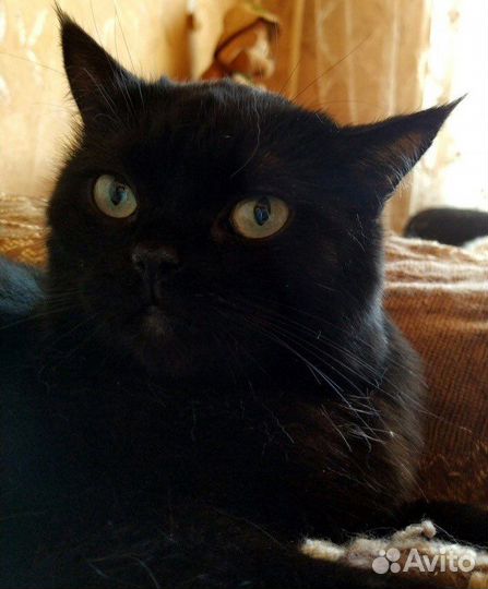 Кошка молодая стерилизованная