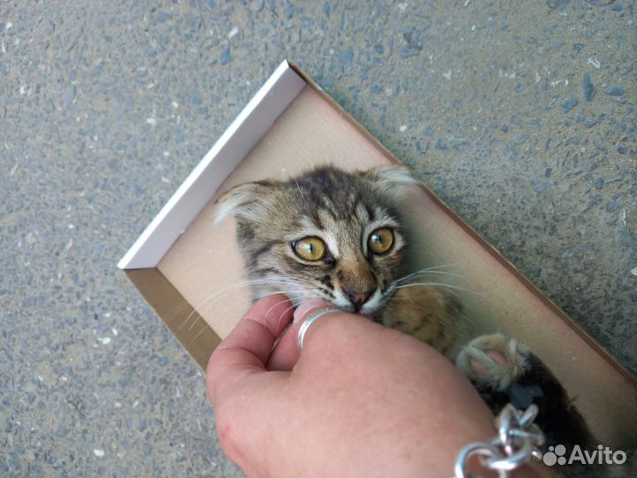 Кошка в дар бесплатно