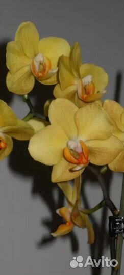 Орхидея Phal. Little Emperor Es