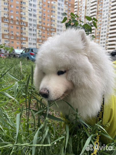 Передержка для животных не гостиница