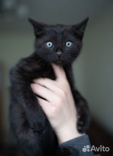 Котенок малыш