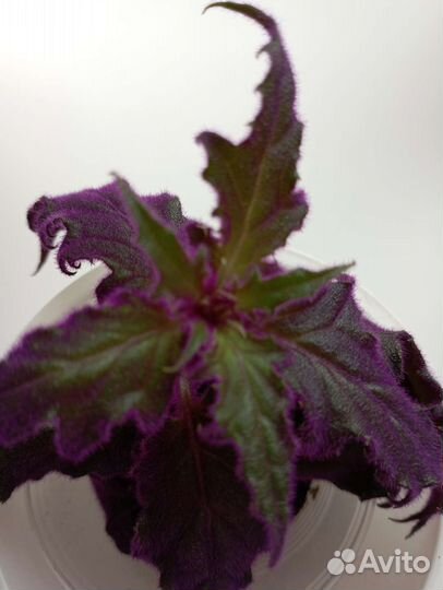 Гинура вариегатная