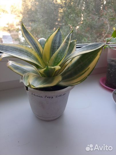 Сансевиерия Ханни Голд