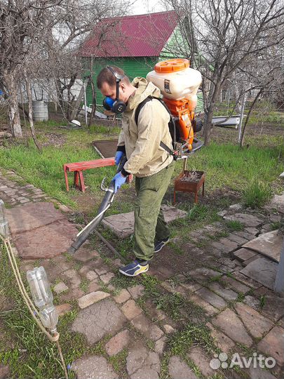 Обработка от клещей / уничтожение клопов