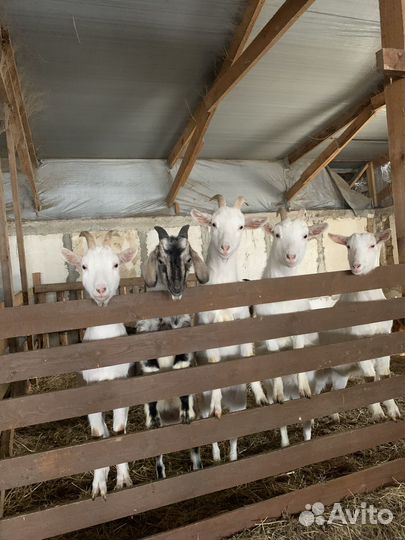 Козье молоко и кисломолочная продукция