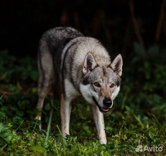 Волки для фотосессий, видеоклипов, фильмов