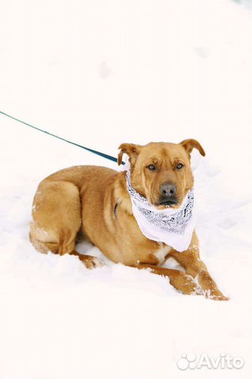 Трусишка Тибет в добрые руки