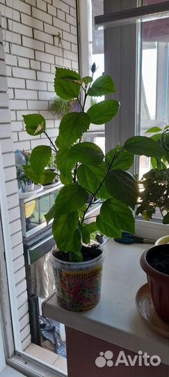 Перец острый, гранат, гибискус, пахист, к.герань