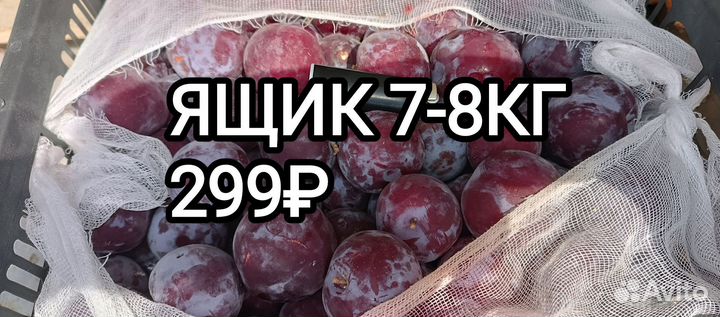 Слива спелая