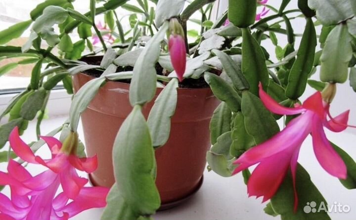 Каланхоэ Дегремона и Шлюмбергера буклей