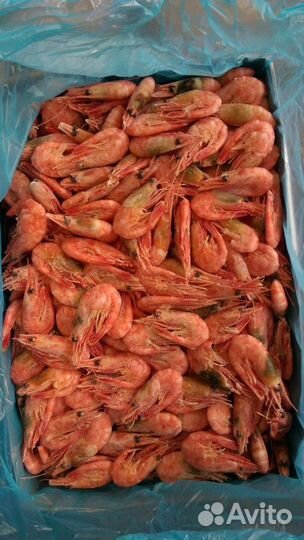 Креветки северные 90/120