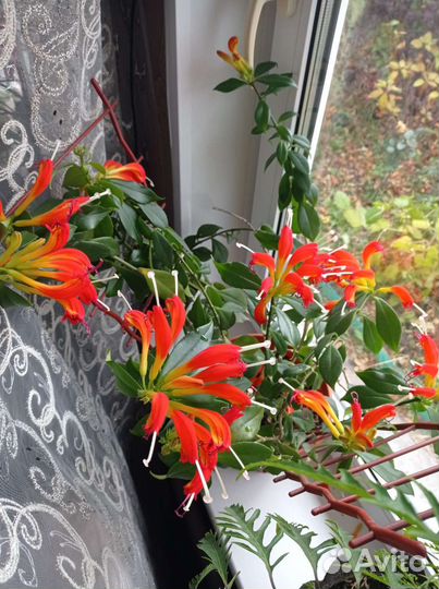 Эсхинантус Жар-птица