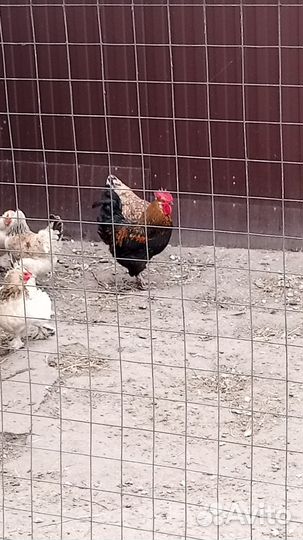 Молодые петухи