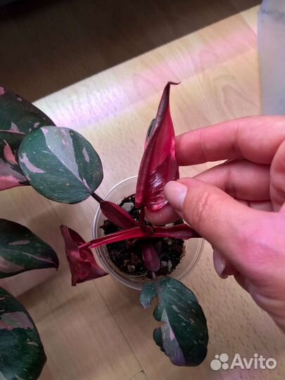 Филодендрон розовая принцесса