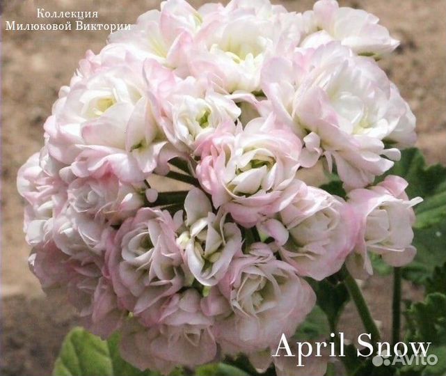 Пеларгония герань