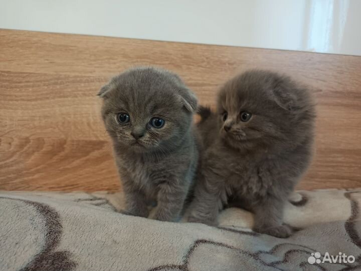 Британские котята