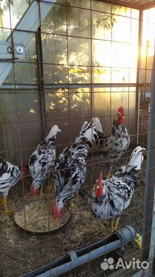 Молодые петушки Леггорн Далматинец (5 мес)