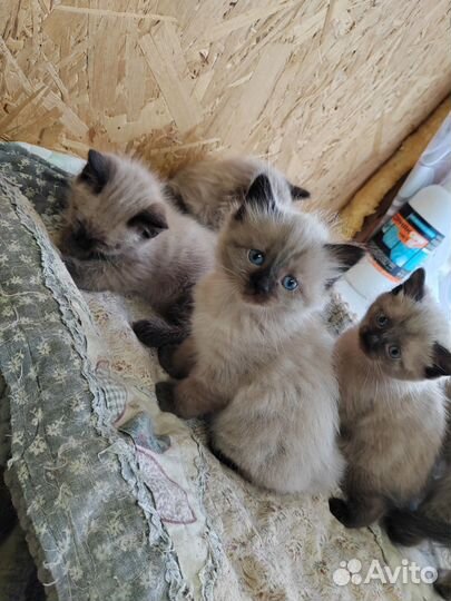 Отдам котят в добрые руки