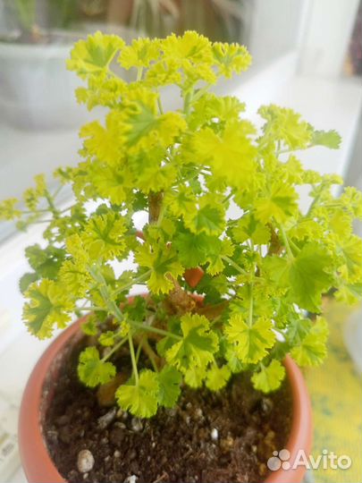 Герань душистая