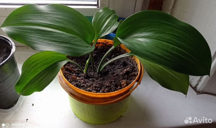 Эухарис амазонская лилия