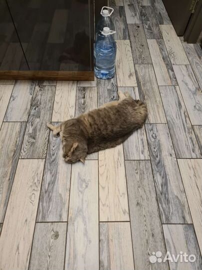 Британский кот в добрые руки