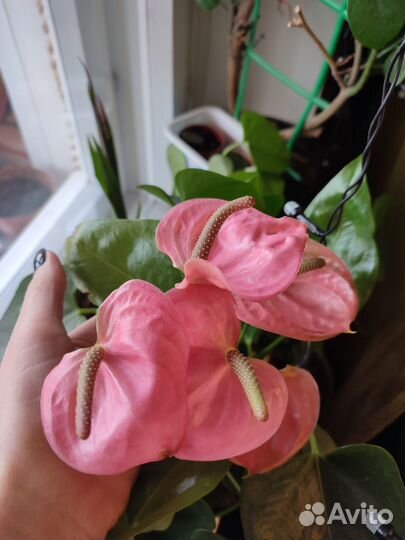 Антуриум розовый