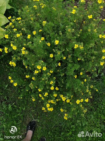 Лапчатка кустарниковая