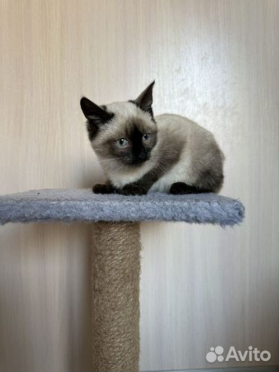 Котенок в добрые руки