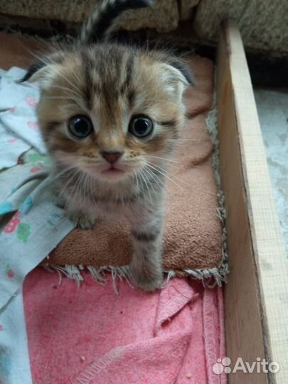 Шотландские котята