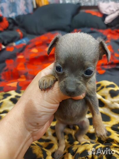 Той-терьер щенки