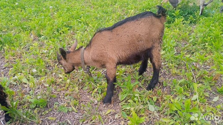 Козлята чешские