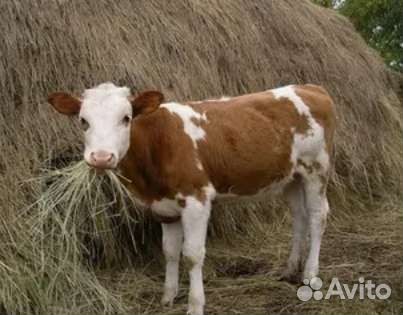 Корова молочная