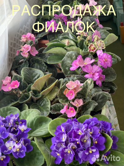 Сортовые фиалки