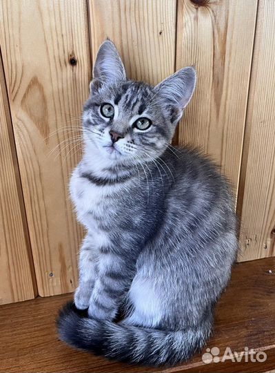 Котёнок