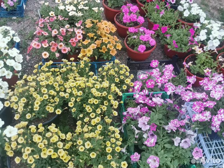 Петуния оптом и в розницу