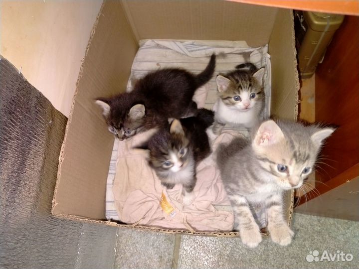 Котята в хорошие руки