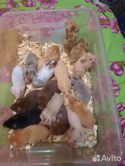 Сирийский хомяк оптом