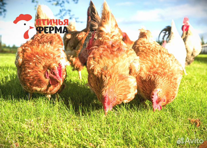 Куры несушки