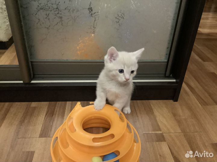 Отдам в добрые руки