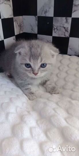 Шотландские вислоухие котята